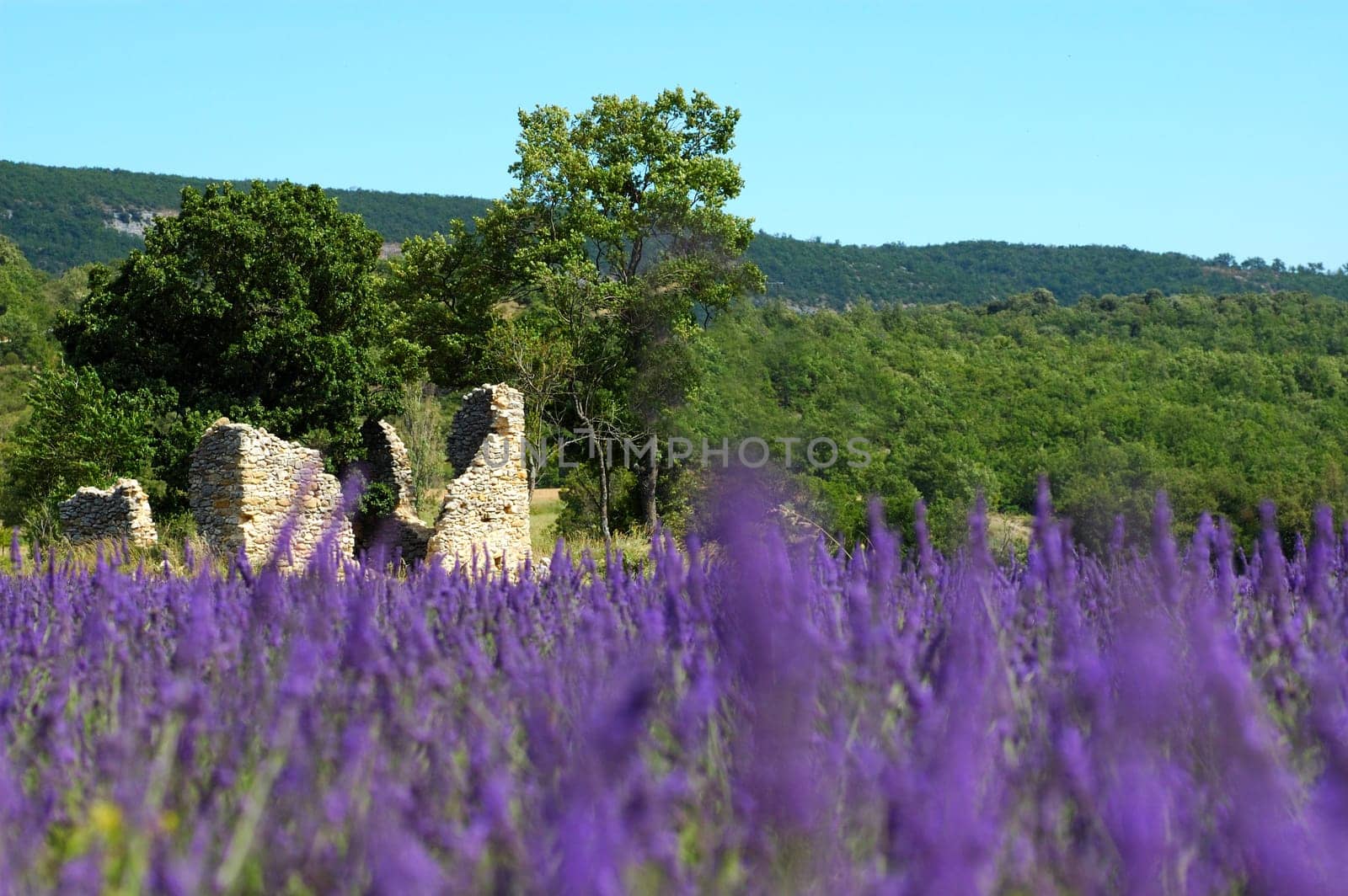 Lavender field in Provence,France
