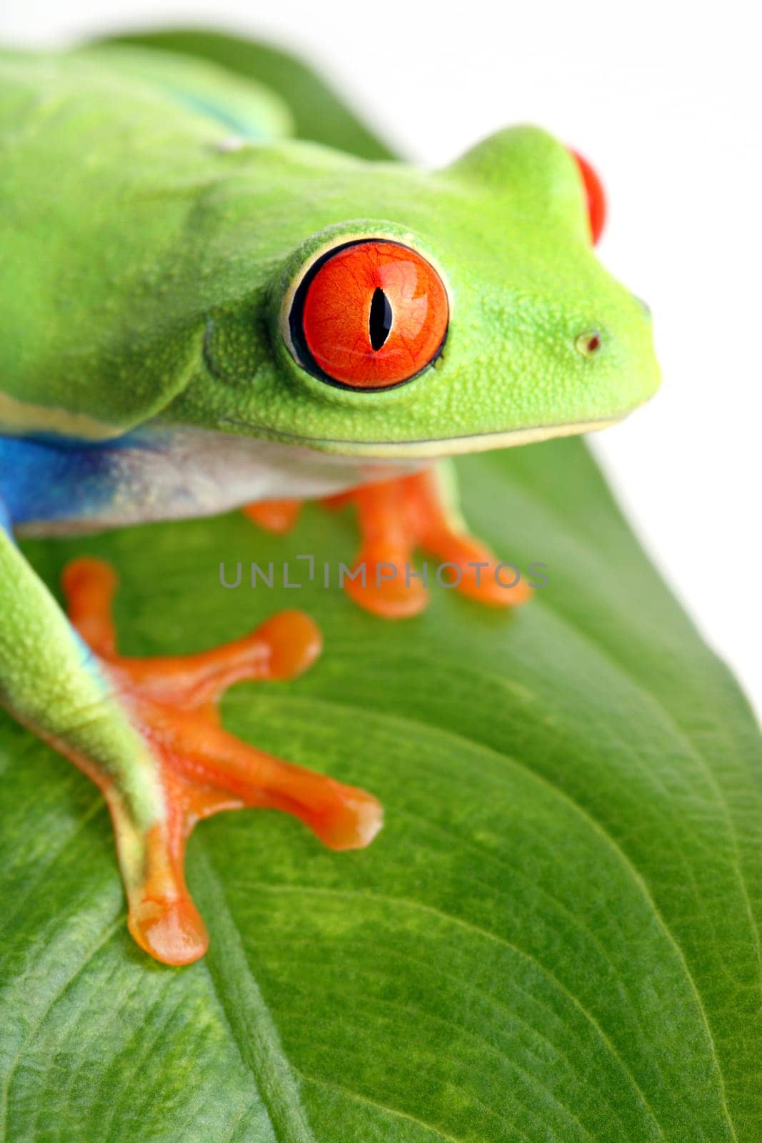 frog on a leaf isolated