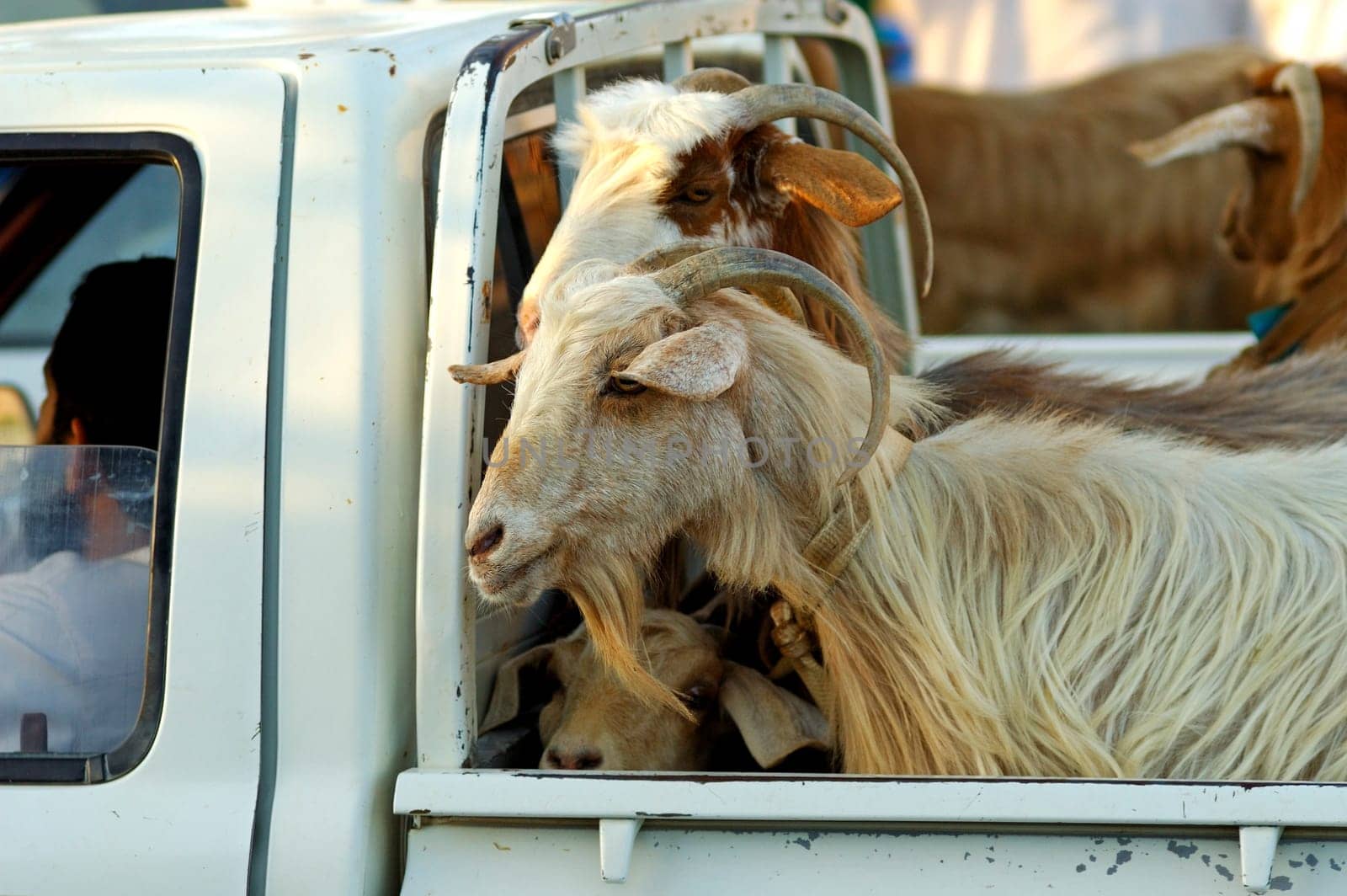 Goat transport,Oman