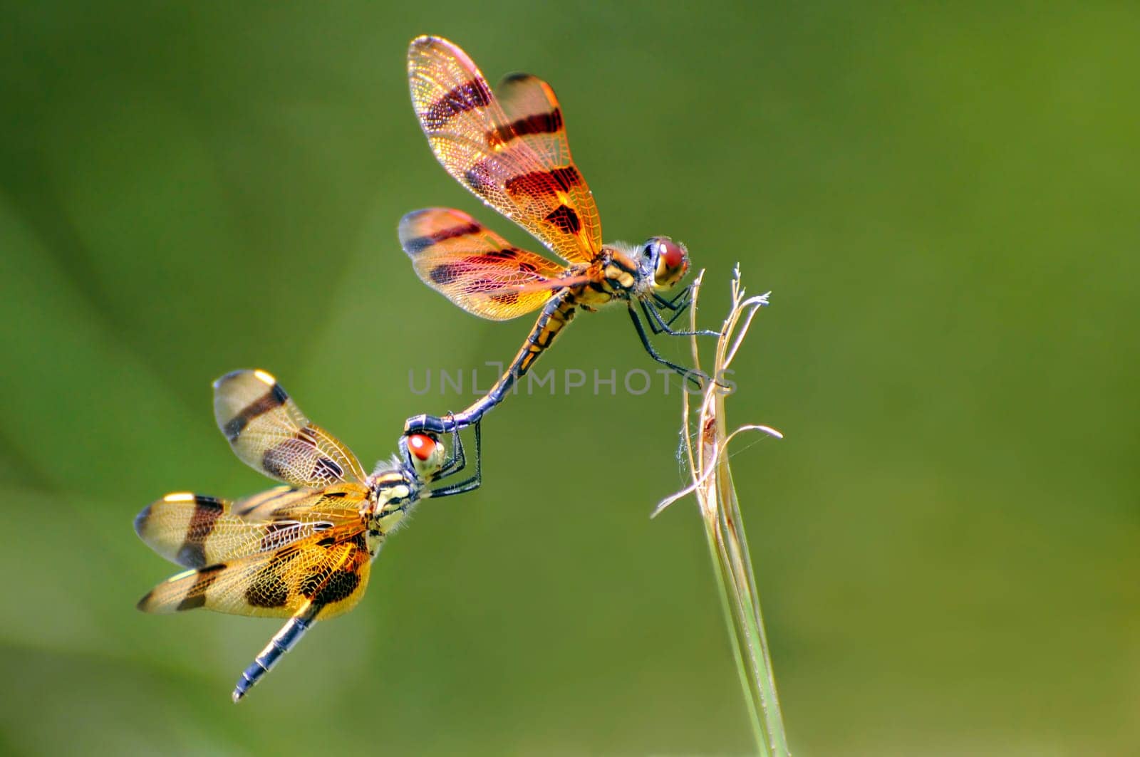 Halloween Pennant (Celithemis eponina) Shark Valley,Everglades,Florida This dragonfly from the dragonfly family does not have a German name. It is a widespread and often common species in Florida and other parts of the United States. Prefers to live