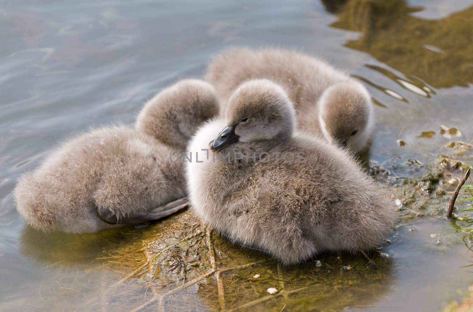 Trio of swans