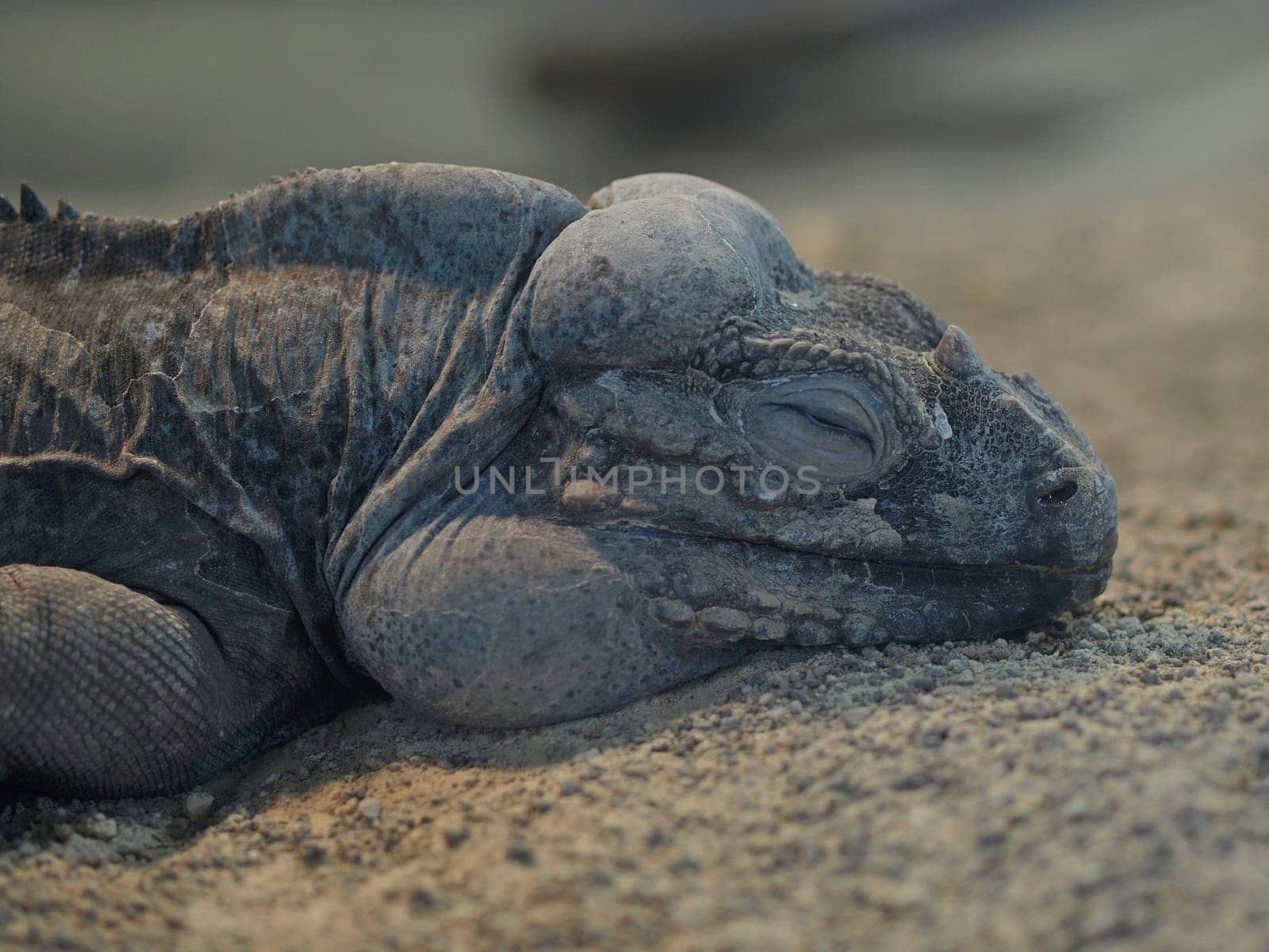 Sleeping Rhinoceros Iguana