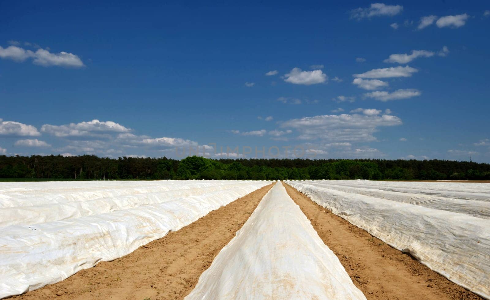 Asparagus field