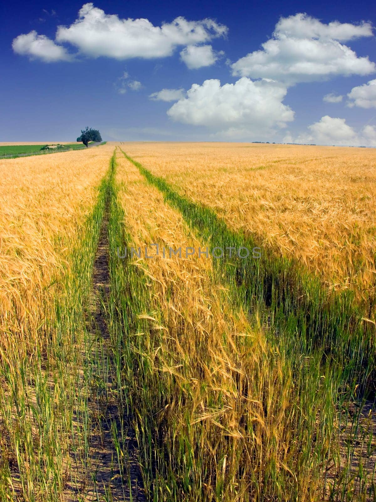 Yellow ripe field and green way