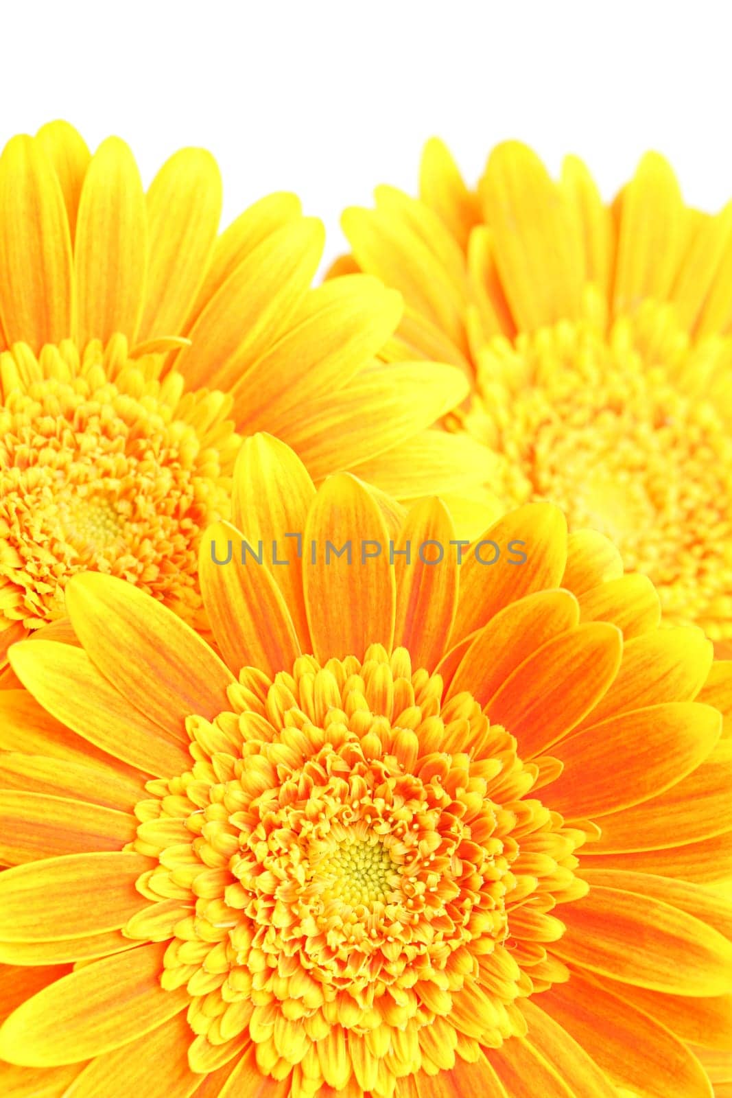 flowers background