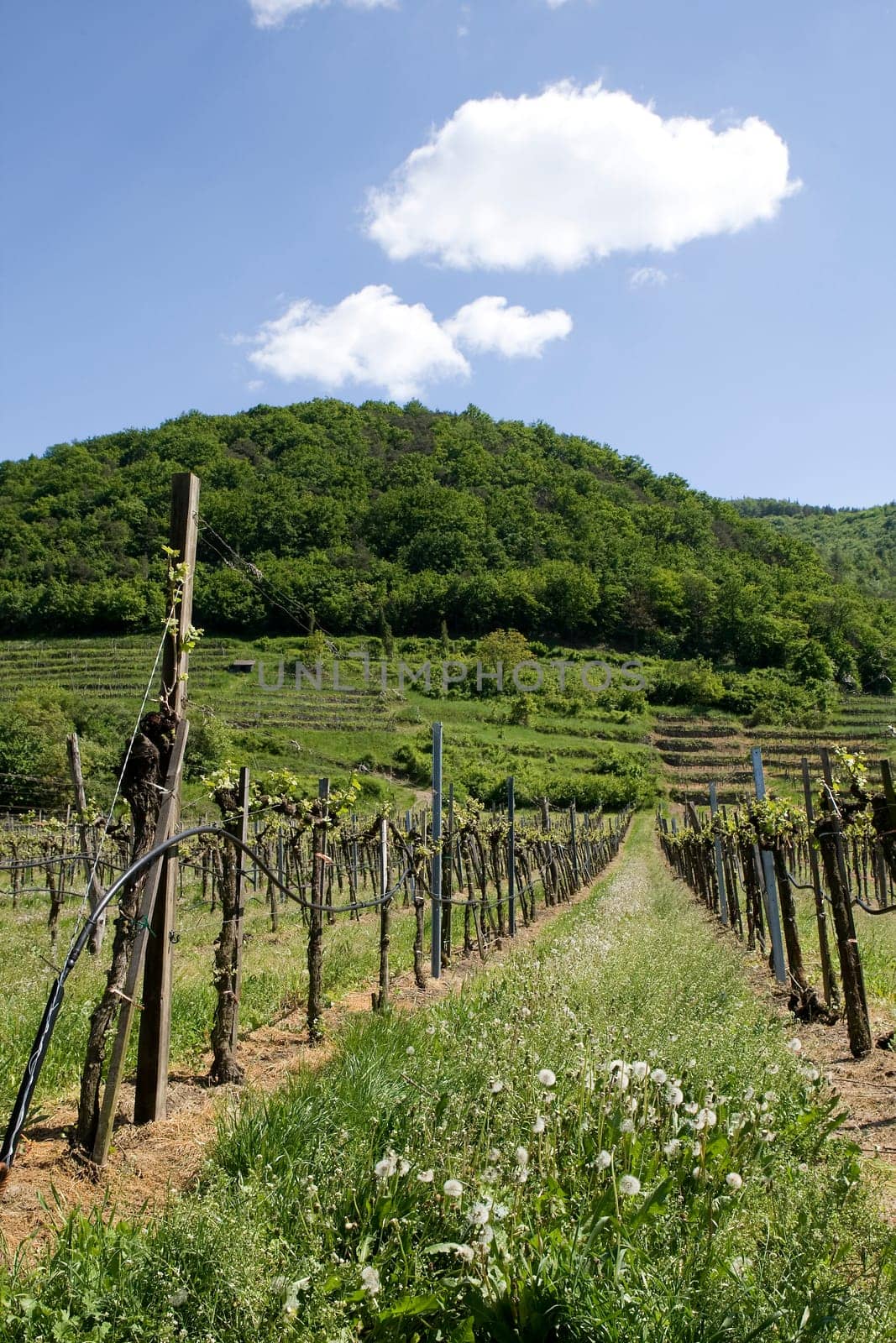 Viticulture in the Wachau