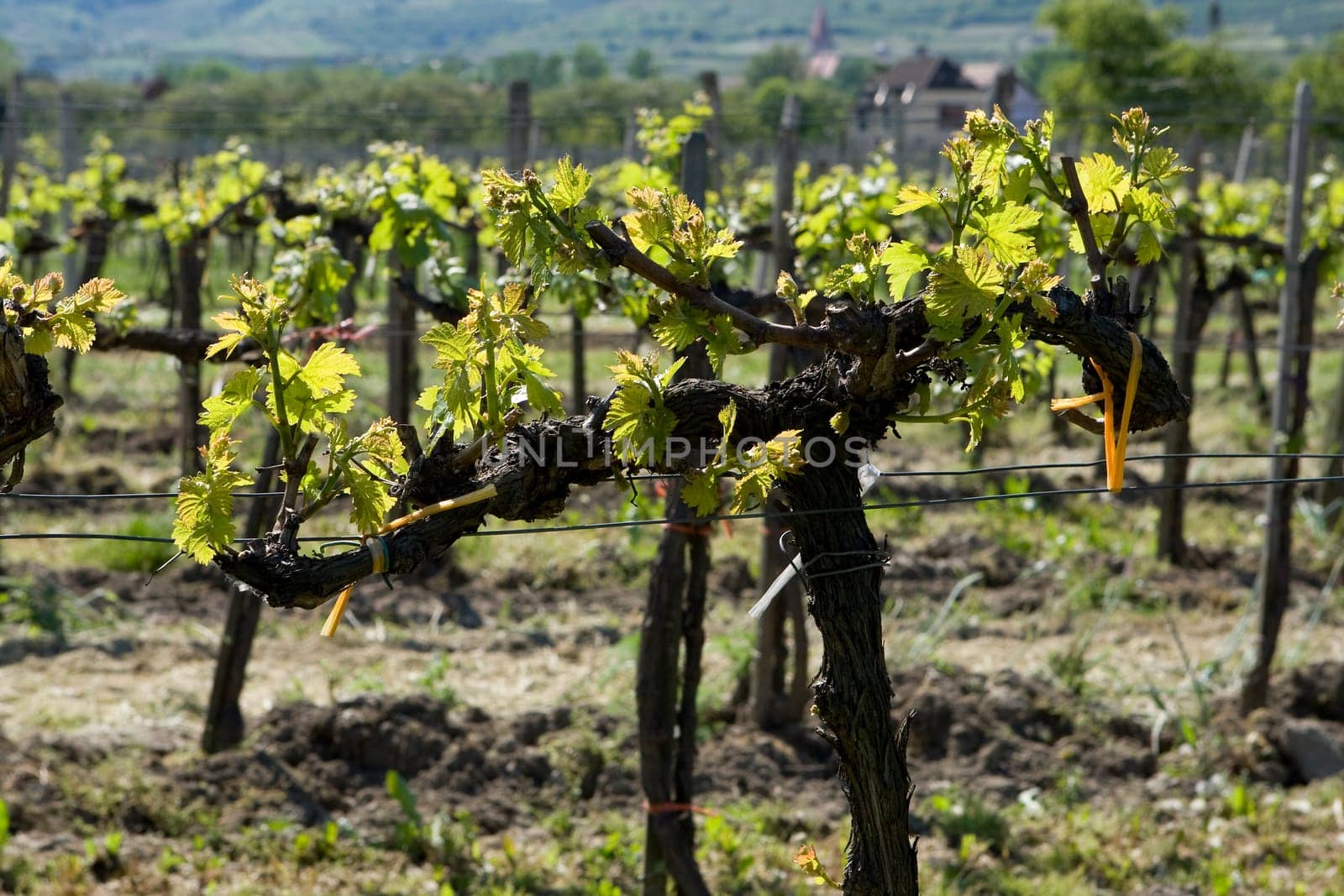 Viticulture in the Wachau