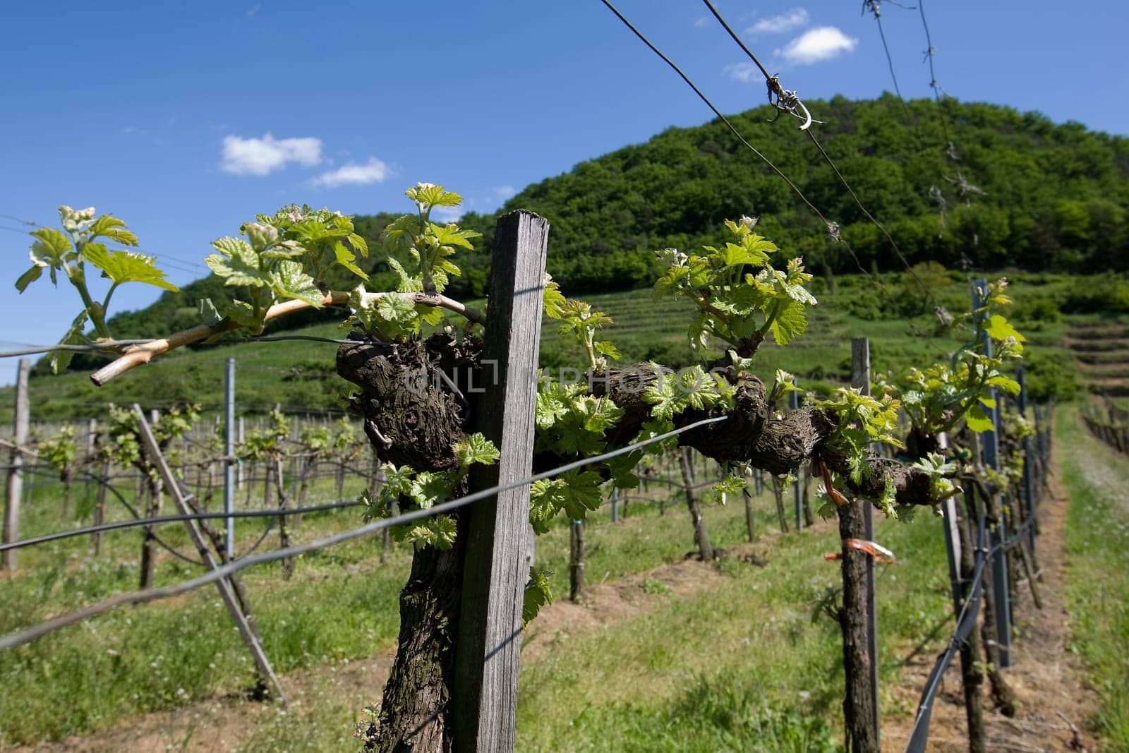Viticulture in the Wachau