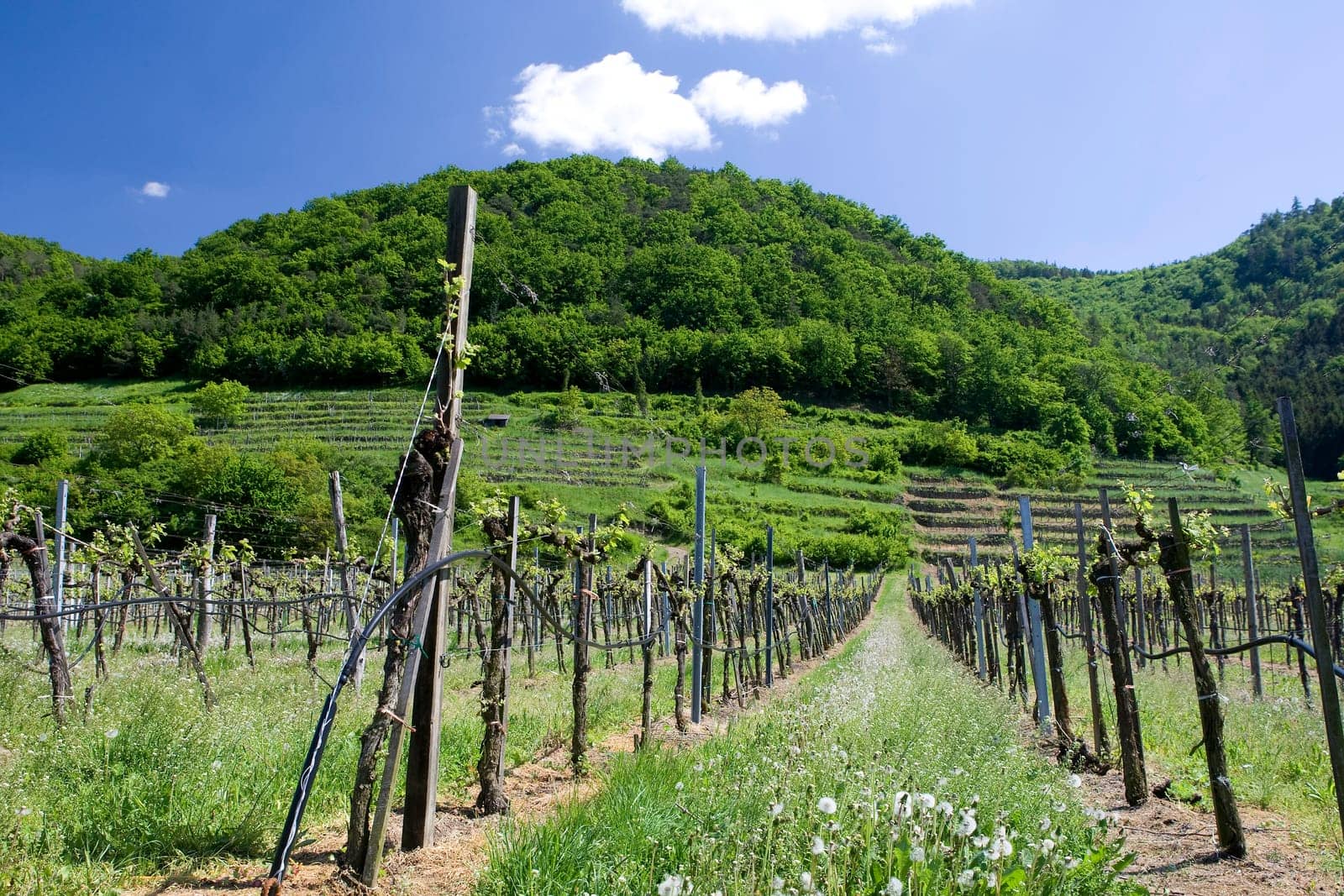 Viticulture in the Wachau