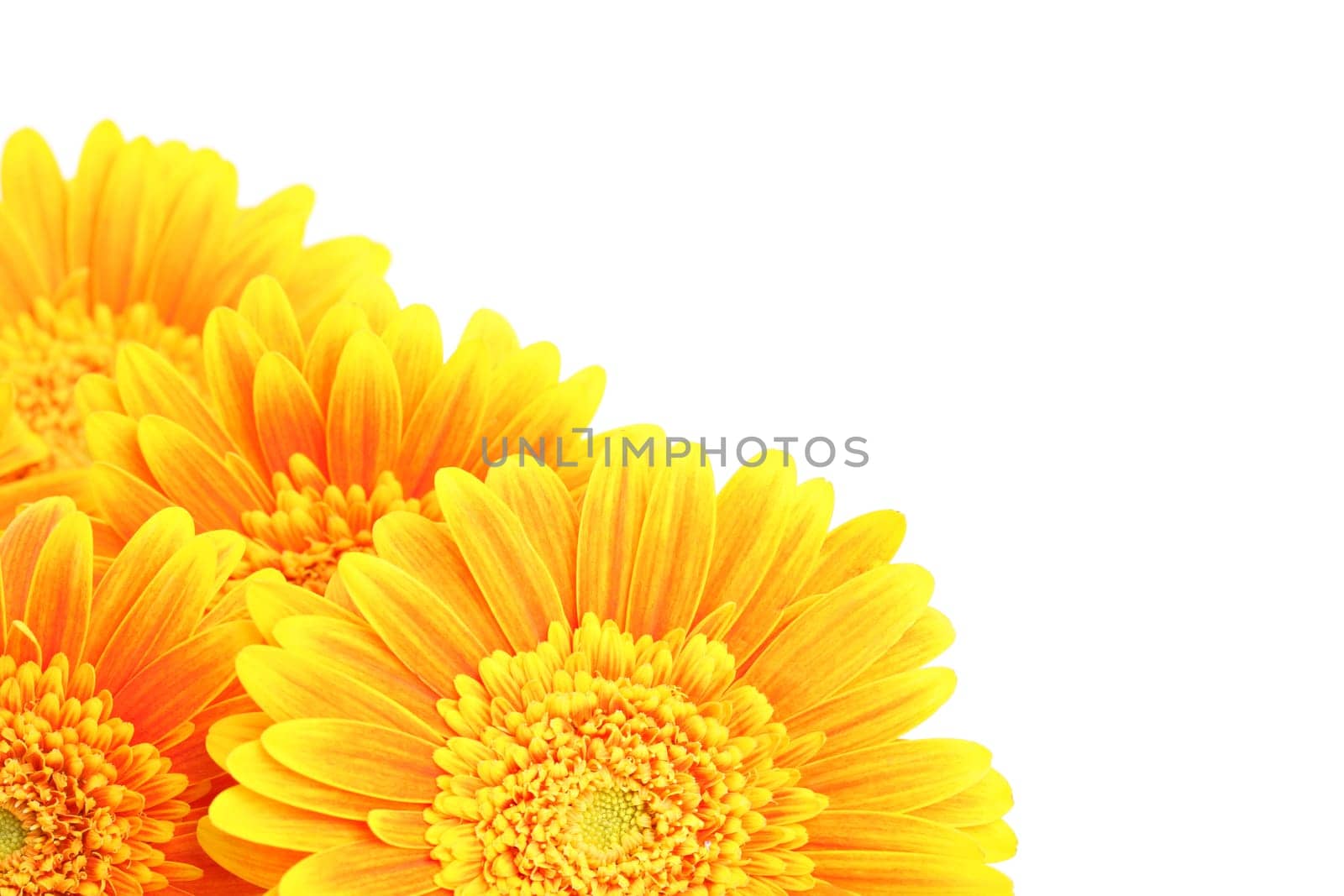 flowers corner isolated