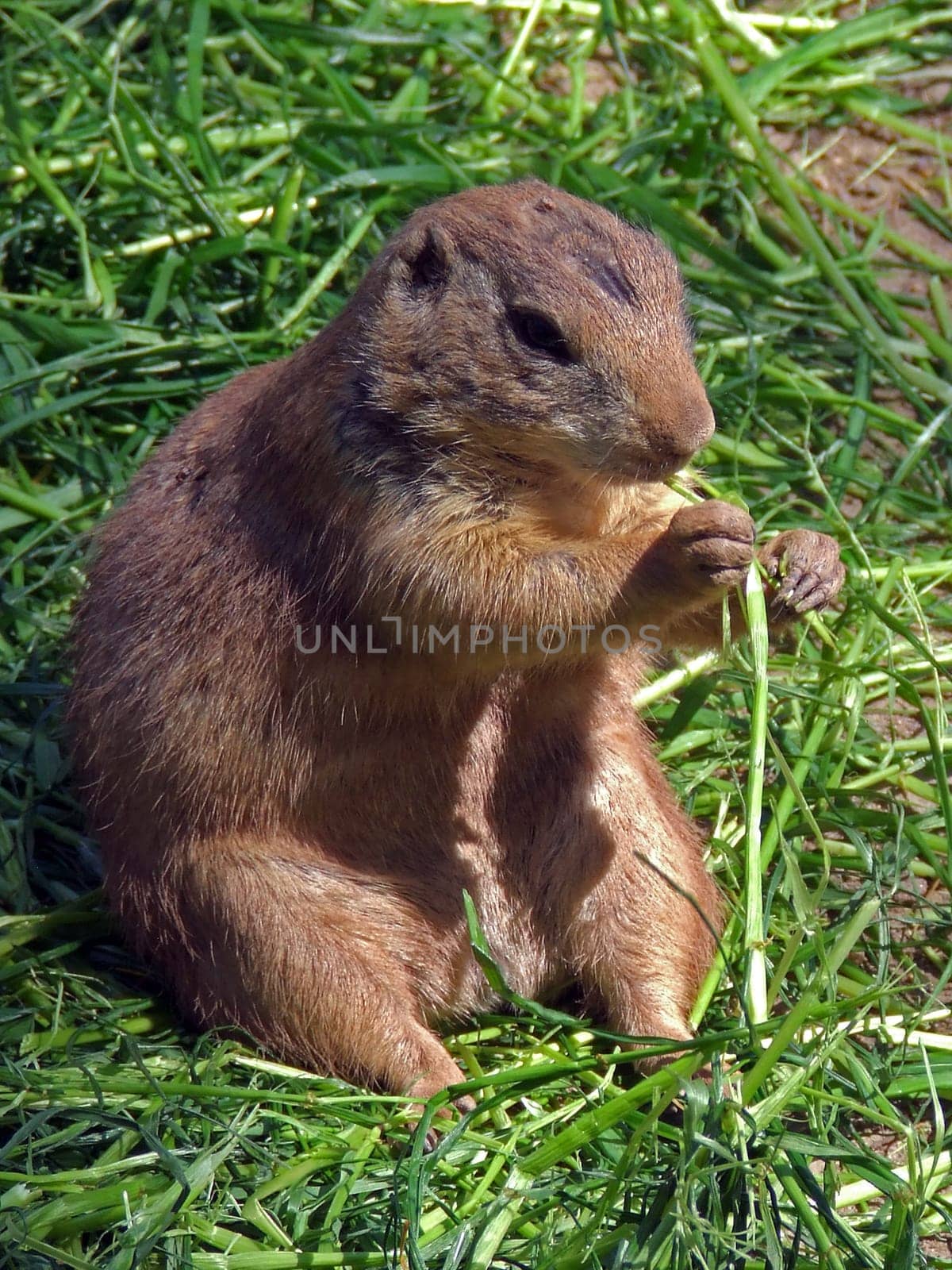 Blacktail - Prairie Dog