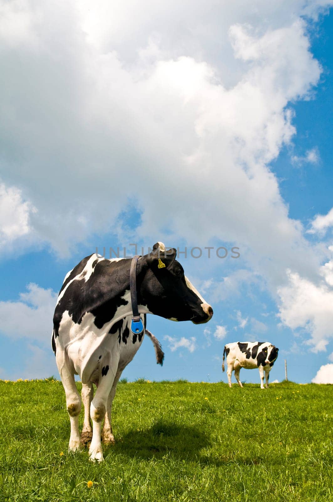 Cows 2