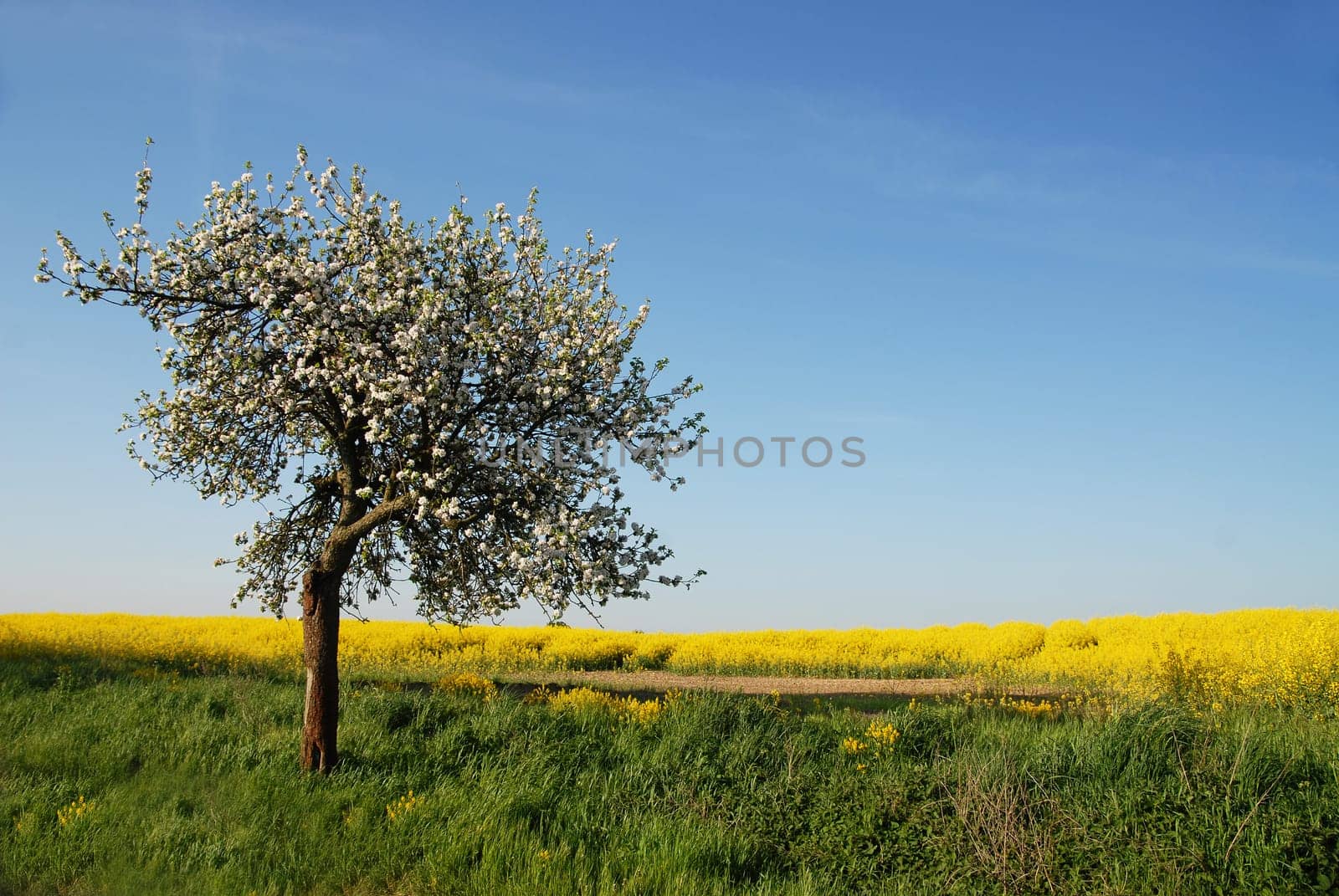 The Apple Tree