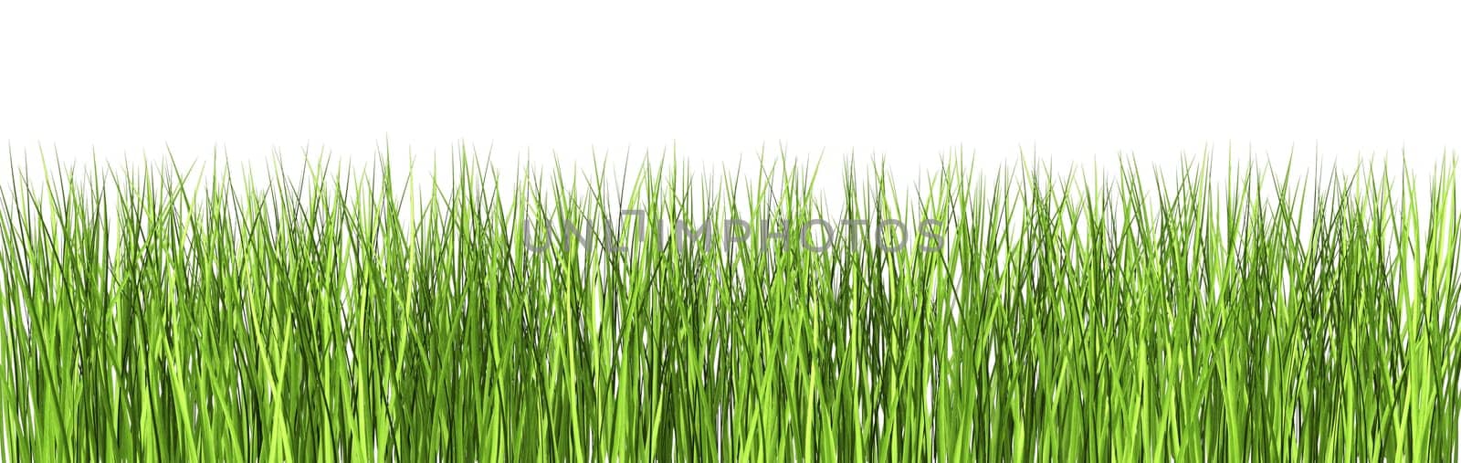 Grass