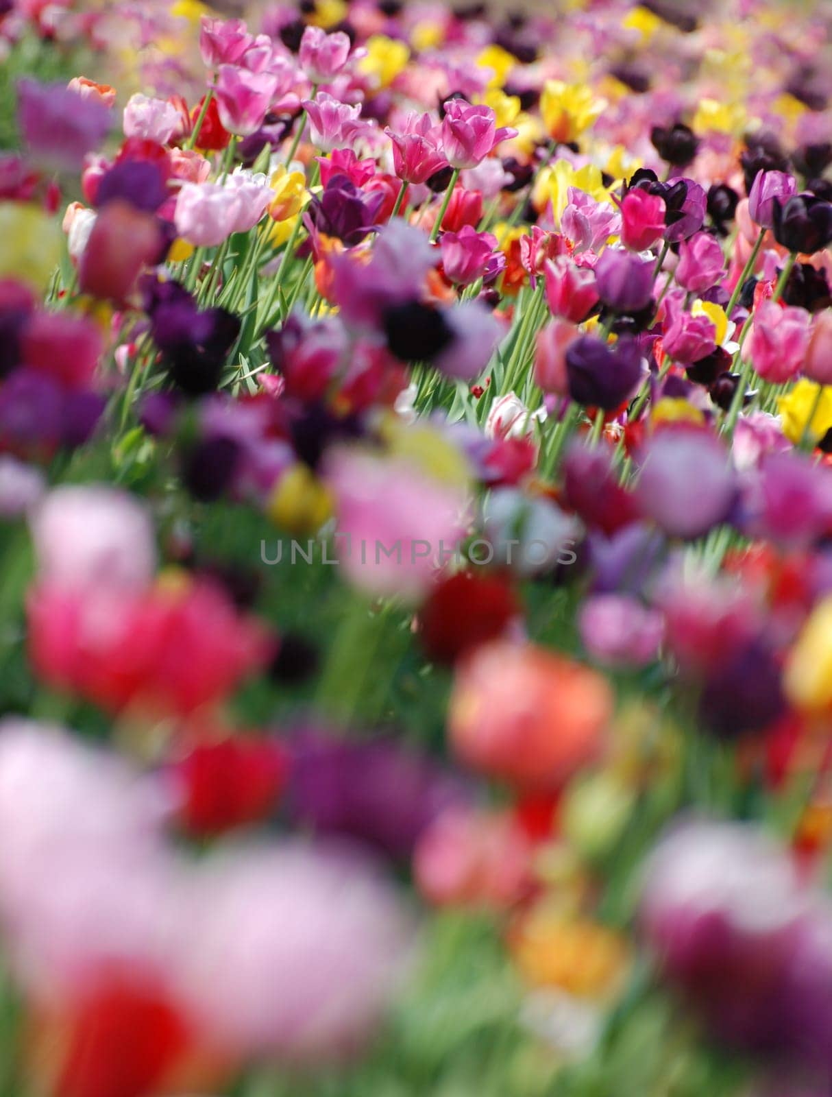 Tulip Field