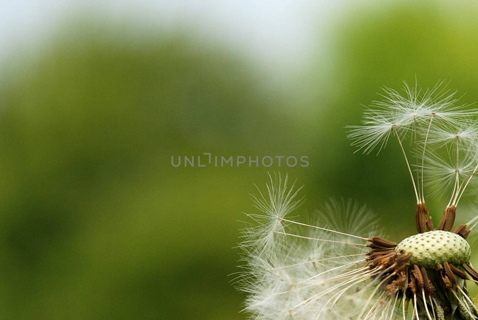 Dandelion