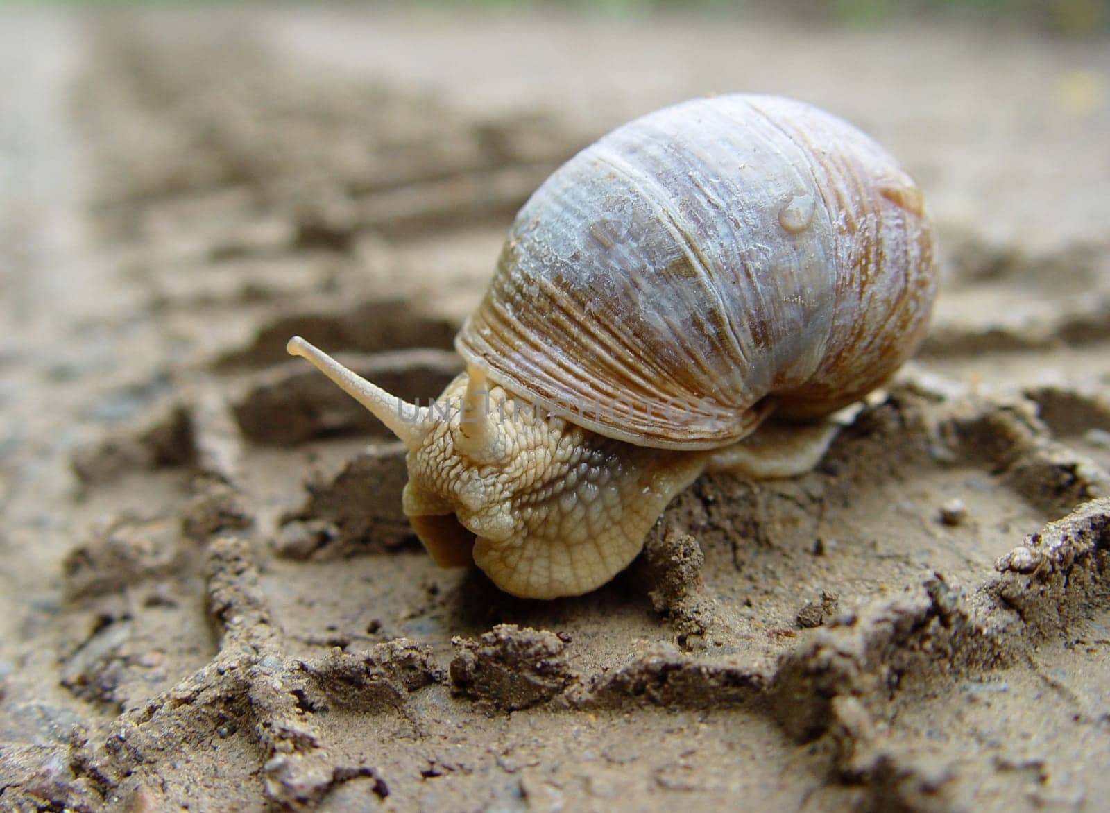 Snail