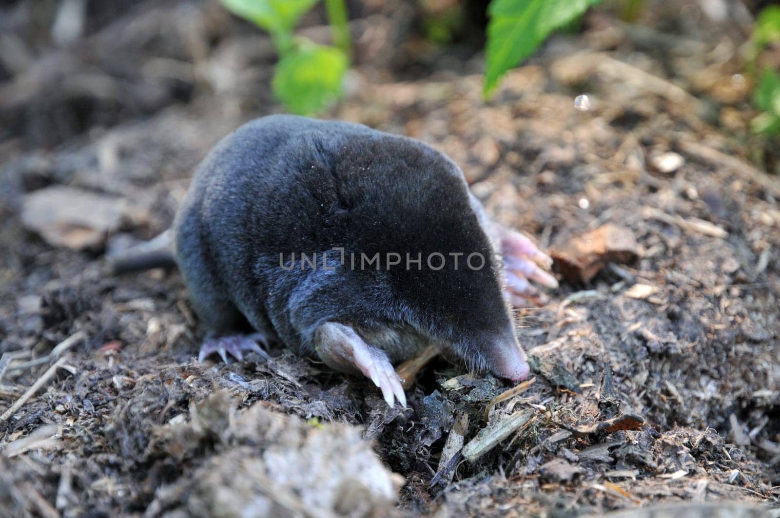 Common mole