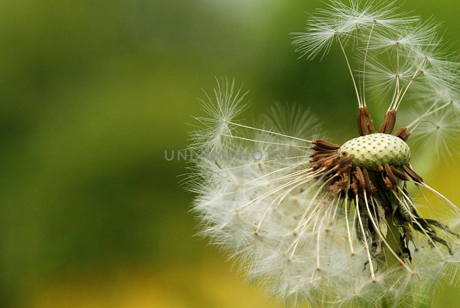 Dandelion