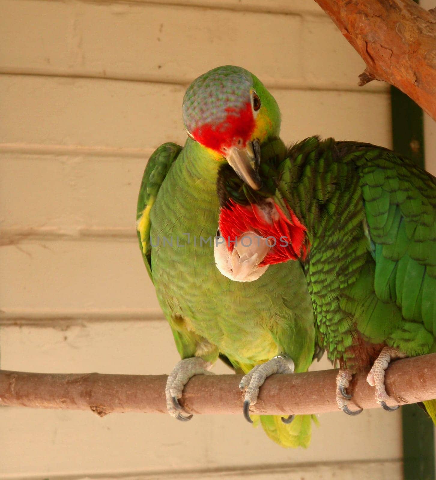Parrots