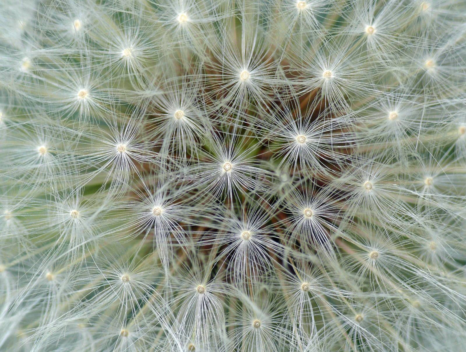 The fruits of the common dandelion,the "dandelion"",are achenes equipped with hairy parachutes (pappus),which are spread by the wind (umbrella flyer)."