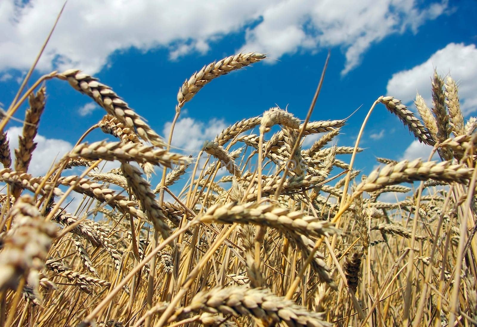 Detail wheat corn in the summer