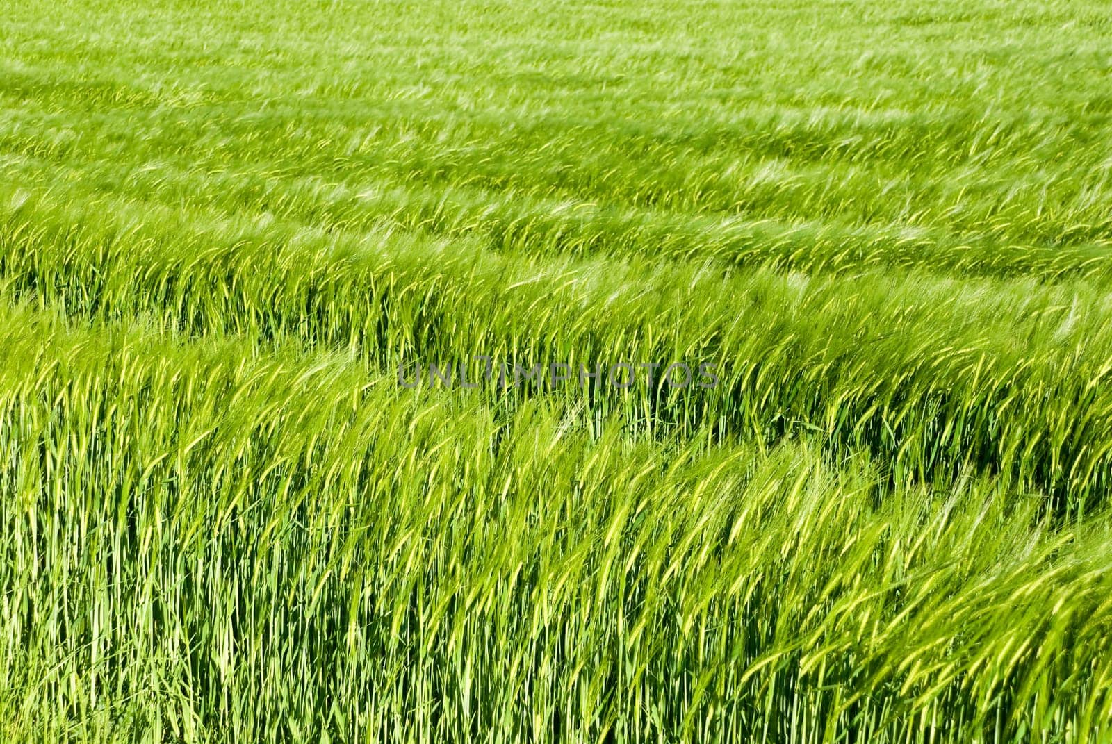 cornfield