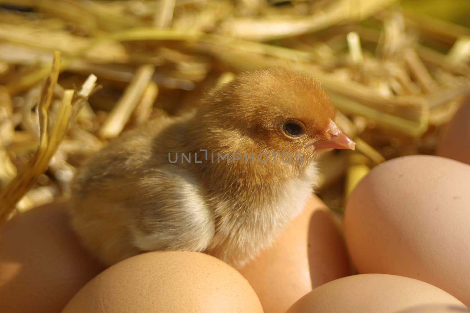 Chabo chicks...
