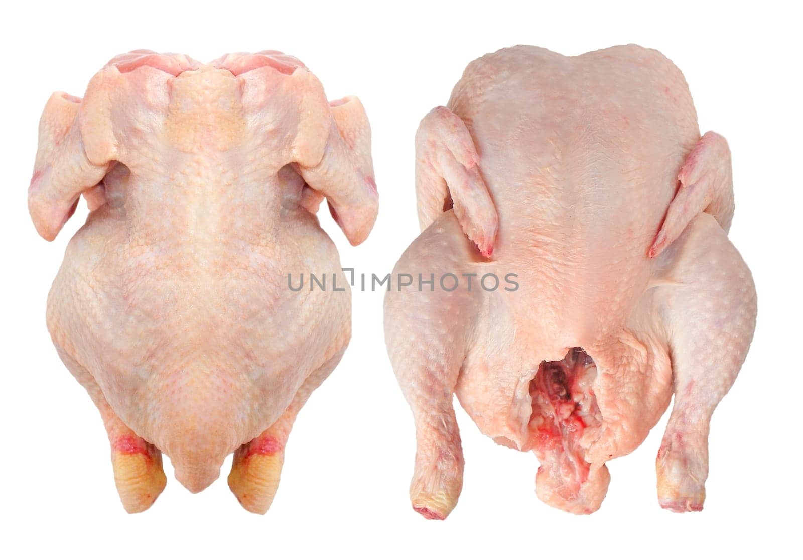 Ancestor and back chicken isolated
