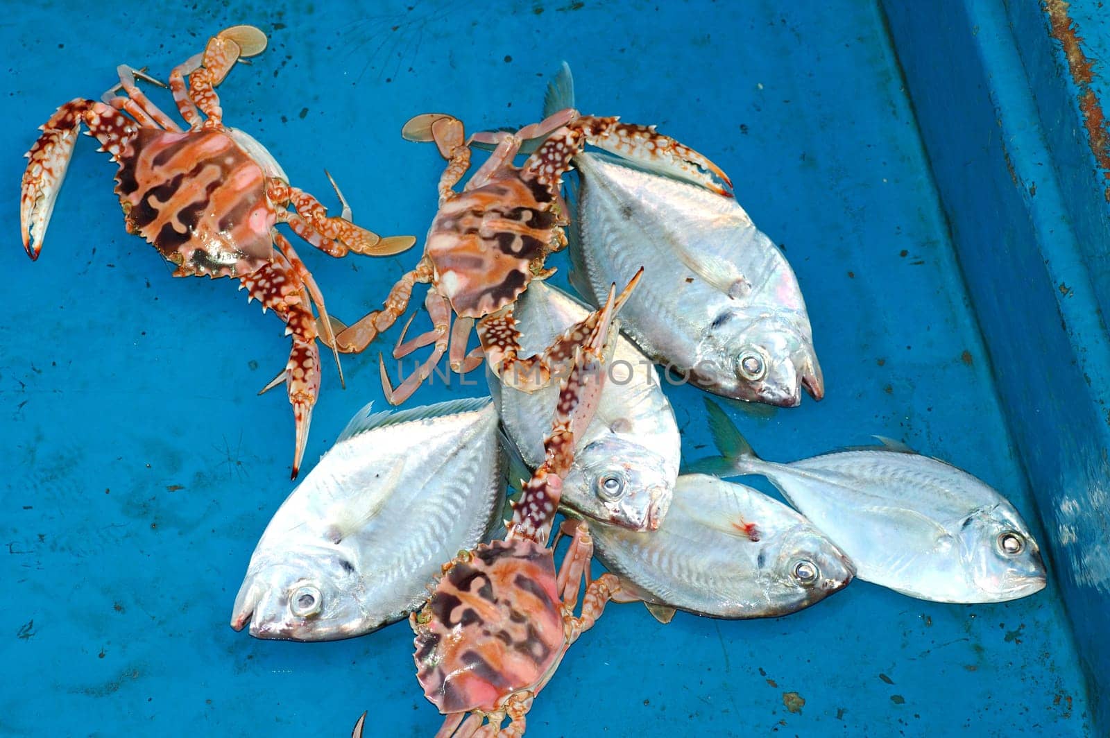 Crab and fresh fish in boat,Oman
