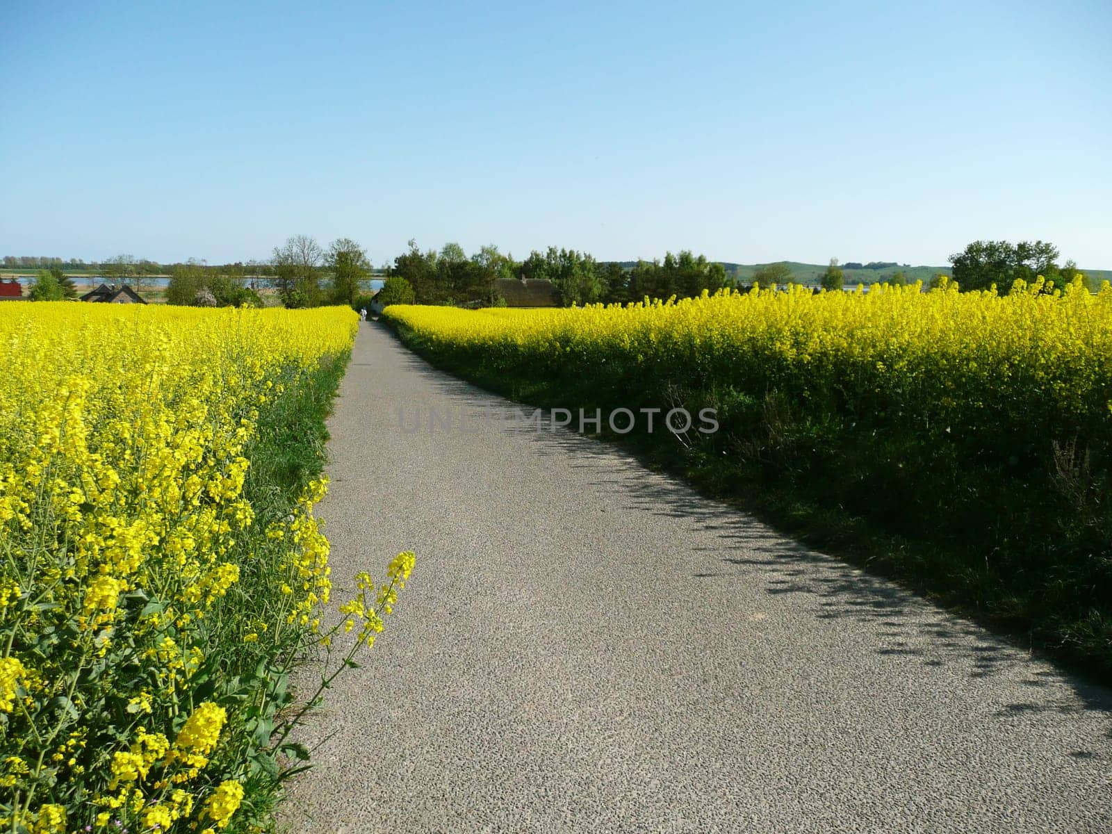 Rapeseed Trail