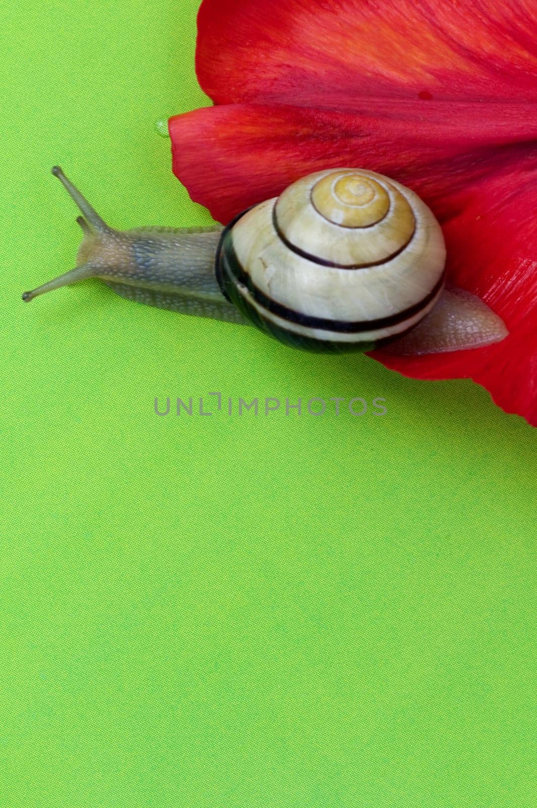 Snail 4