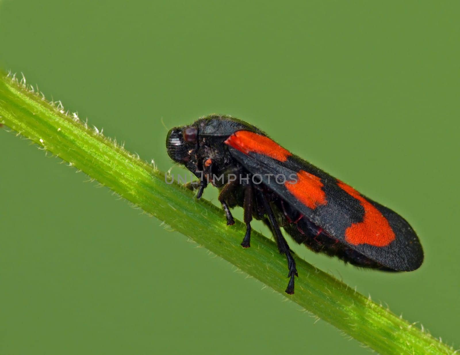 Common cicada (Cercopis vulnerata)