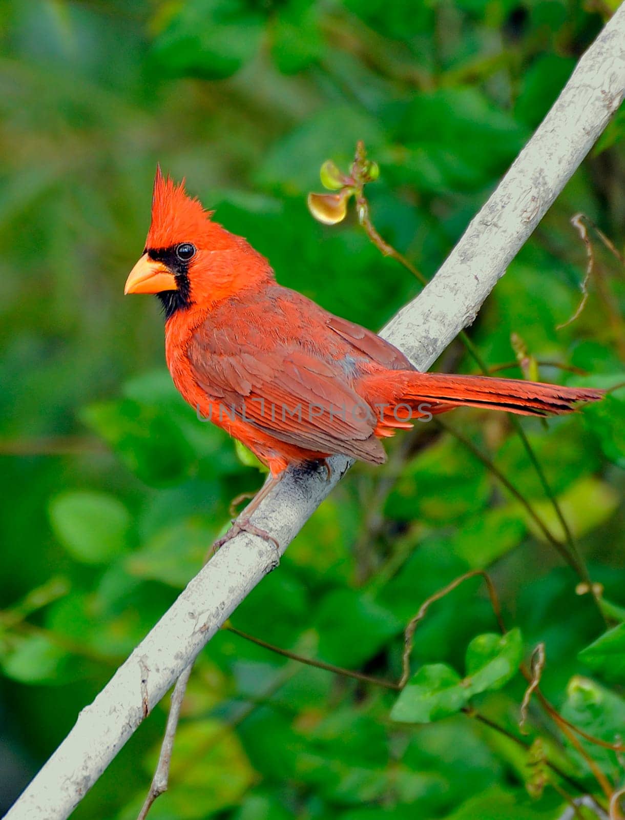 The Red Cardinal shows a preference for populated areas. It lives in open terrain with abundant bushes and hedges,in parks,gardens,at the edges of forests,in forest clearings and in riparian forests. A striking feature is the adjustable spring hood on the Oberko