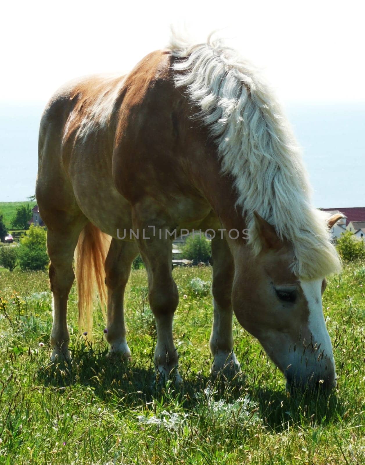 Grazing Horse