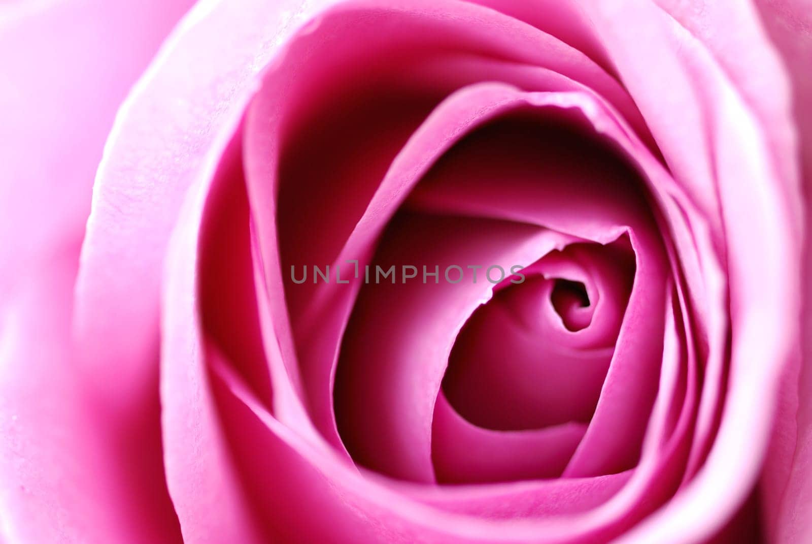 rosy