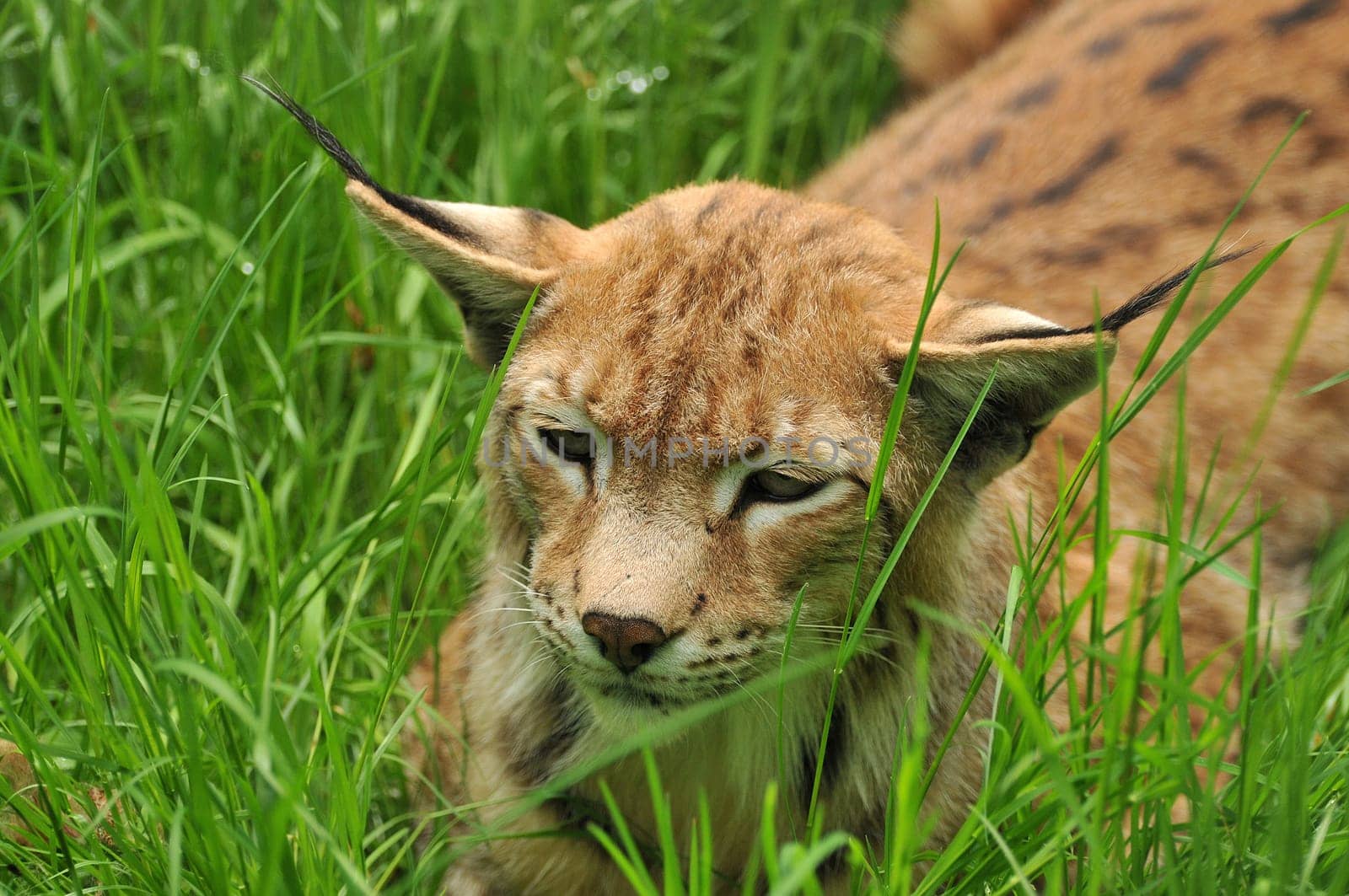 This lynx observed a small dog that was about 3 meters in front of him.