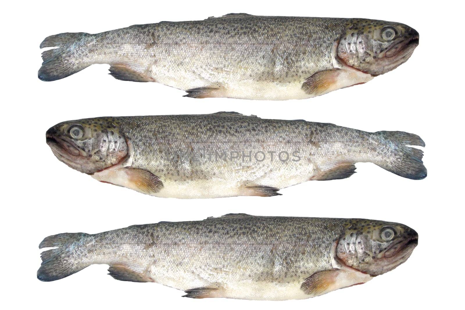 Trout fish isolated on white background