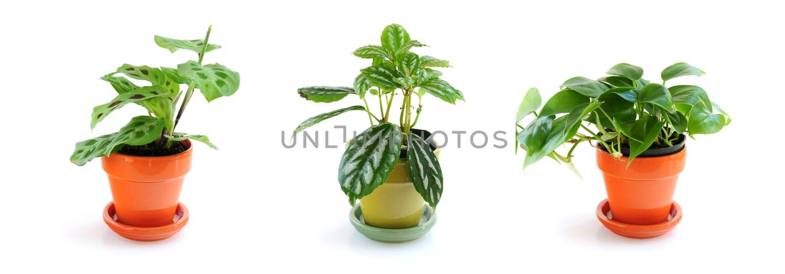 Assorted houseplants