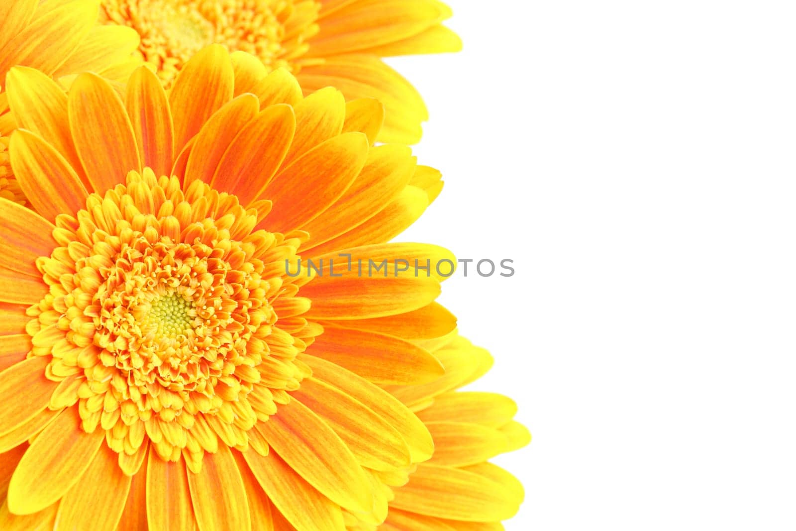 flowers background isolated
