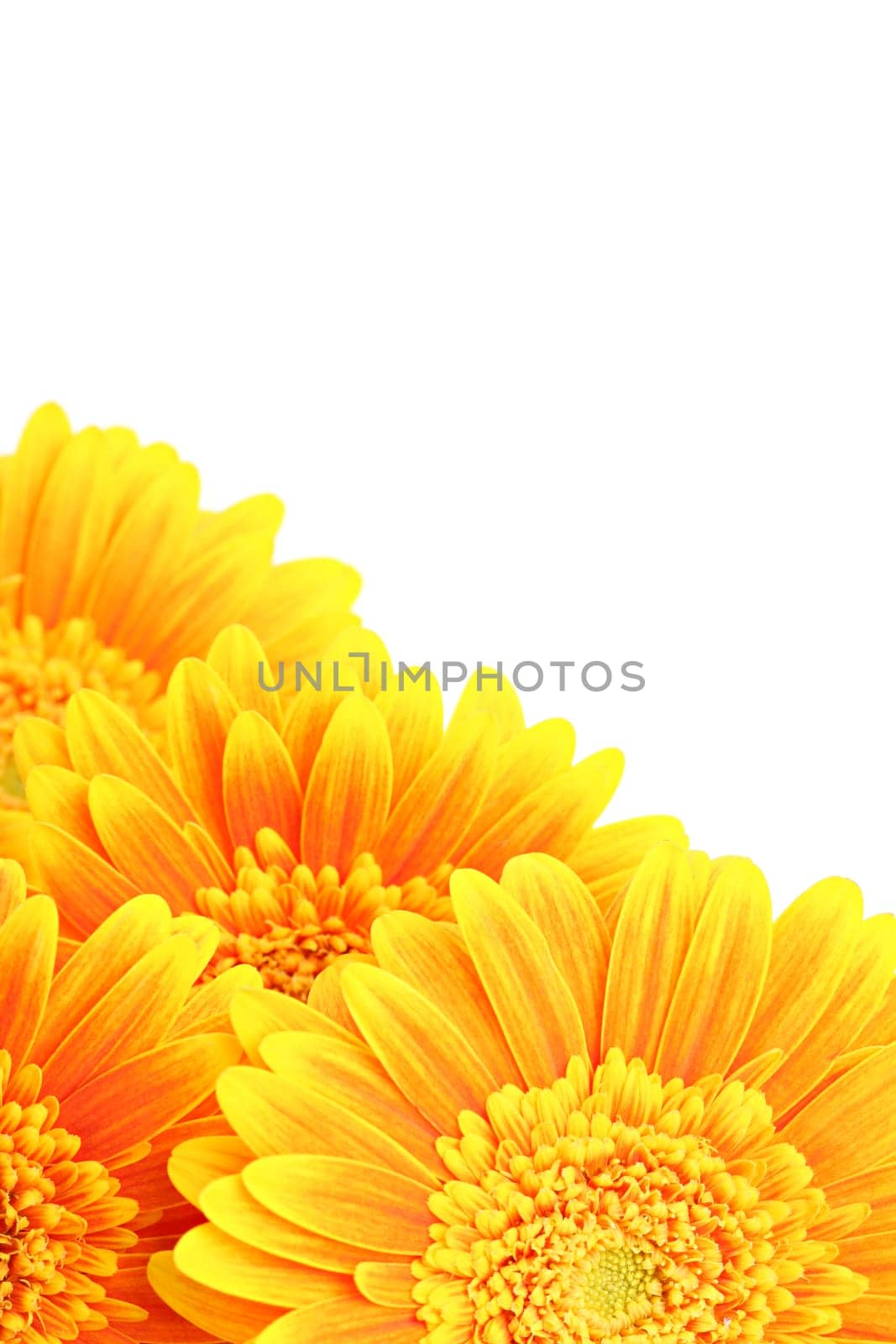 flowers background isolated