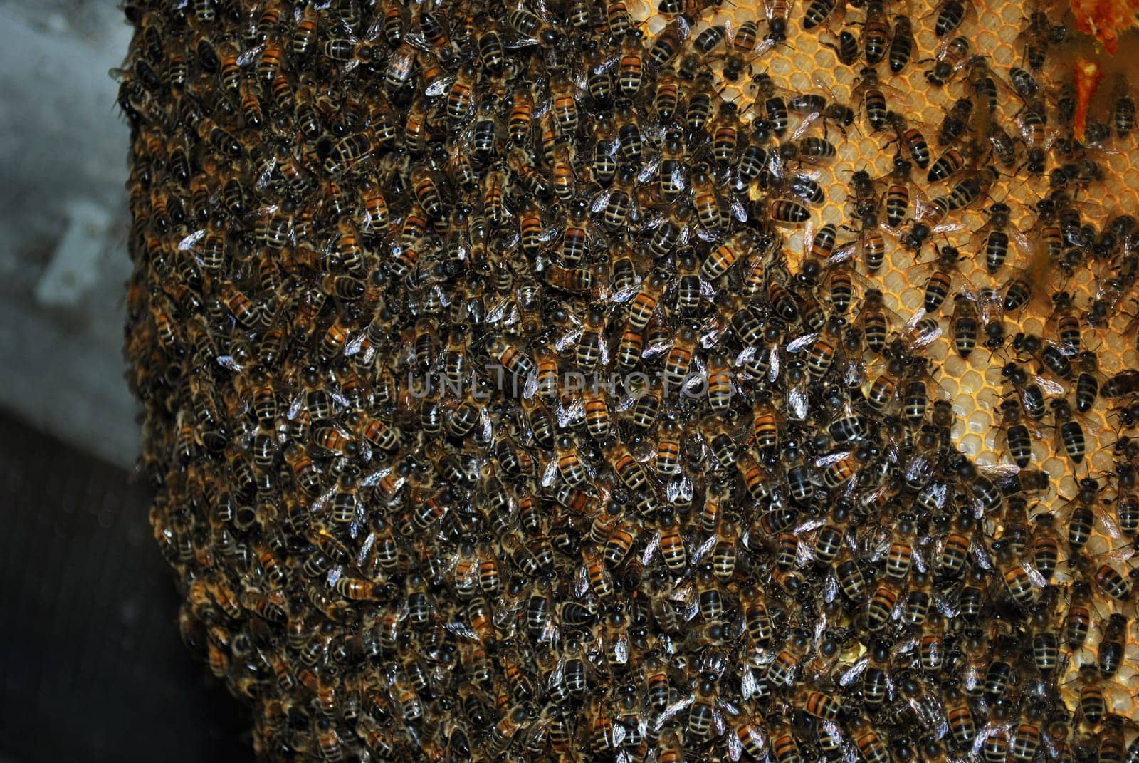 Apis mellifera (honey bee) 2508