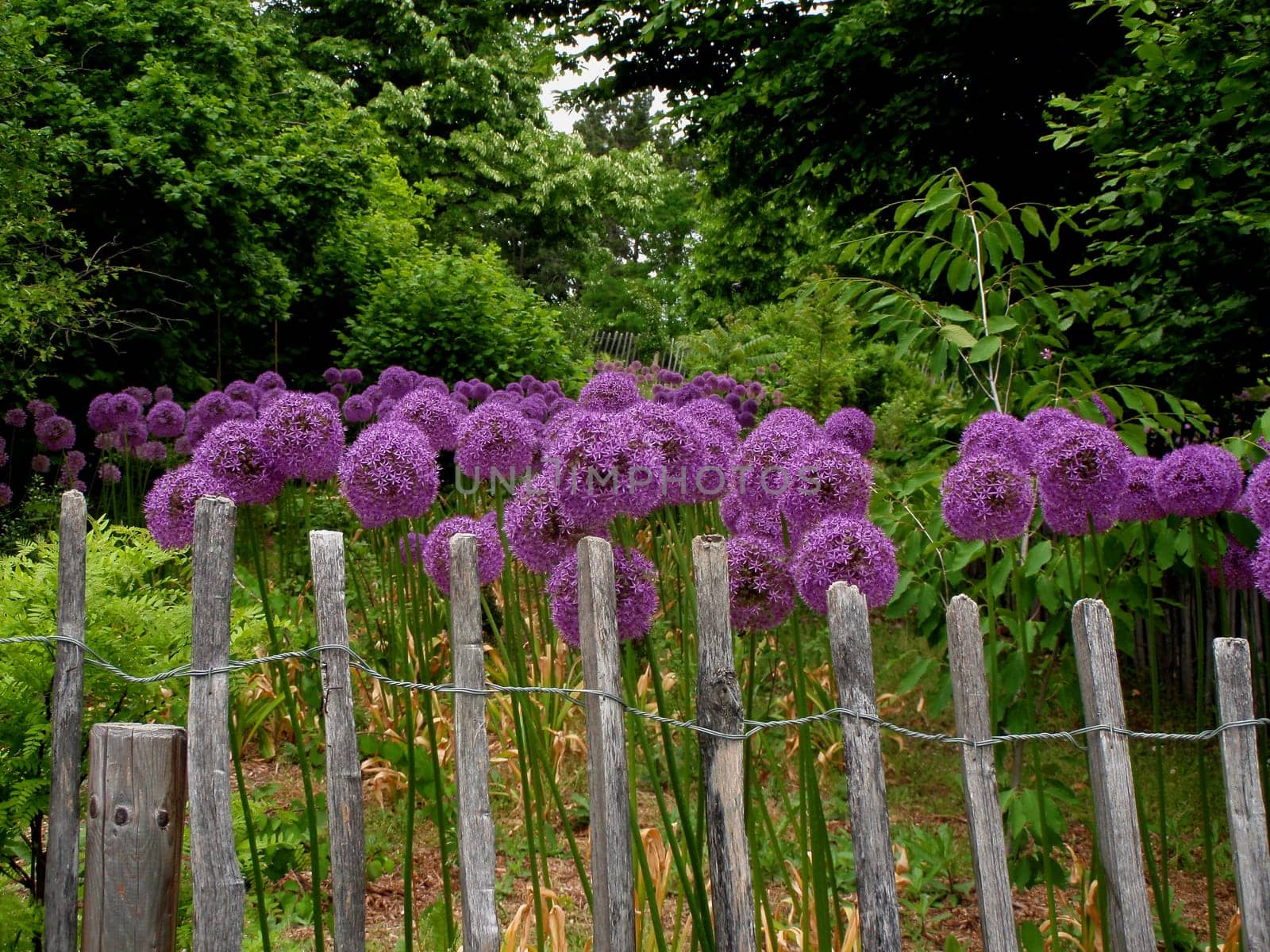 Allium