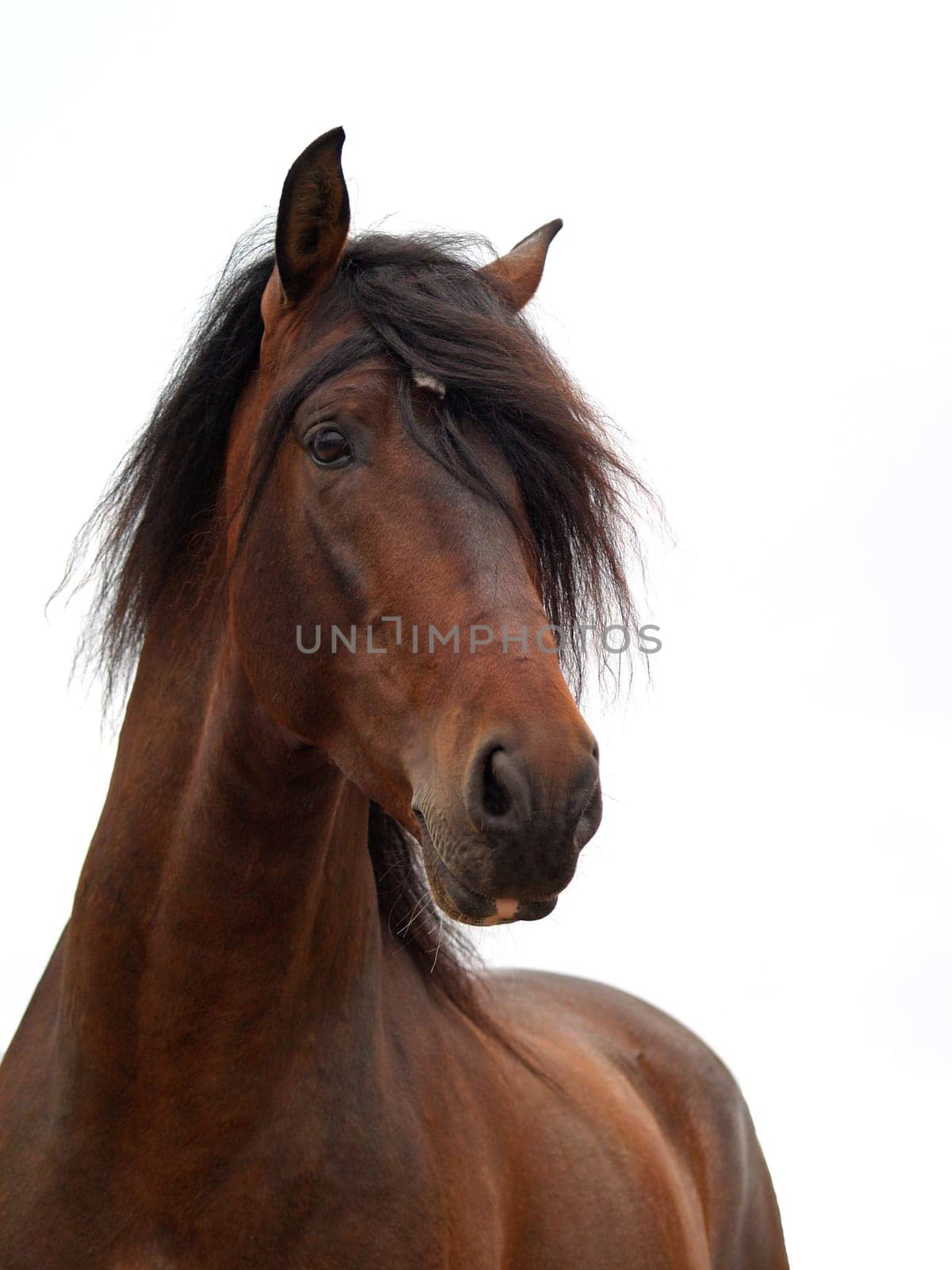 Andalusian