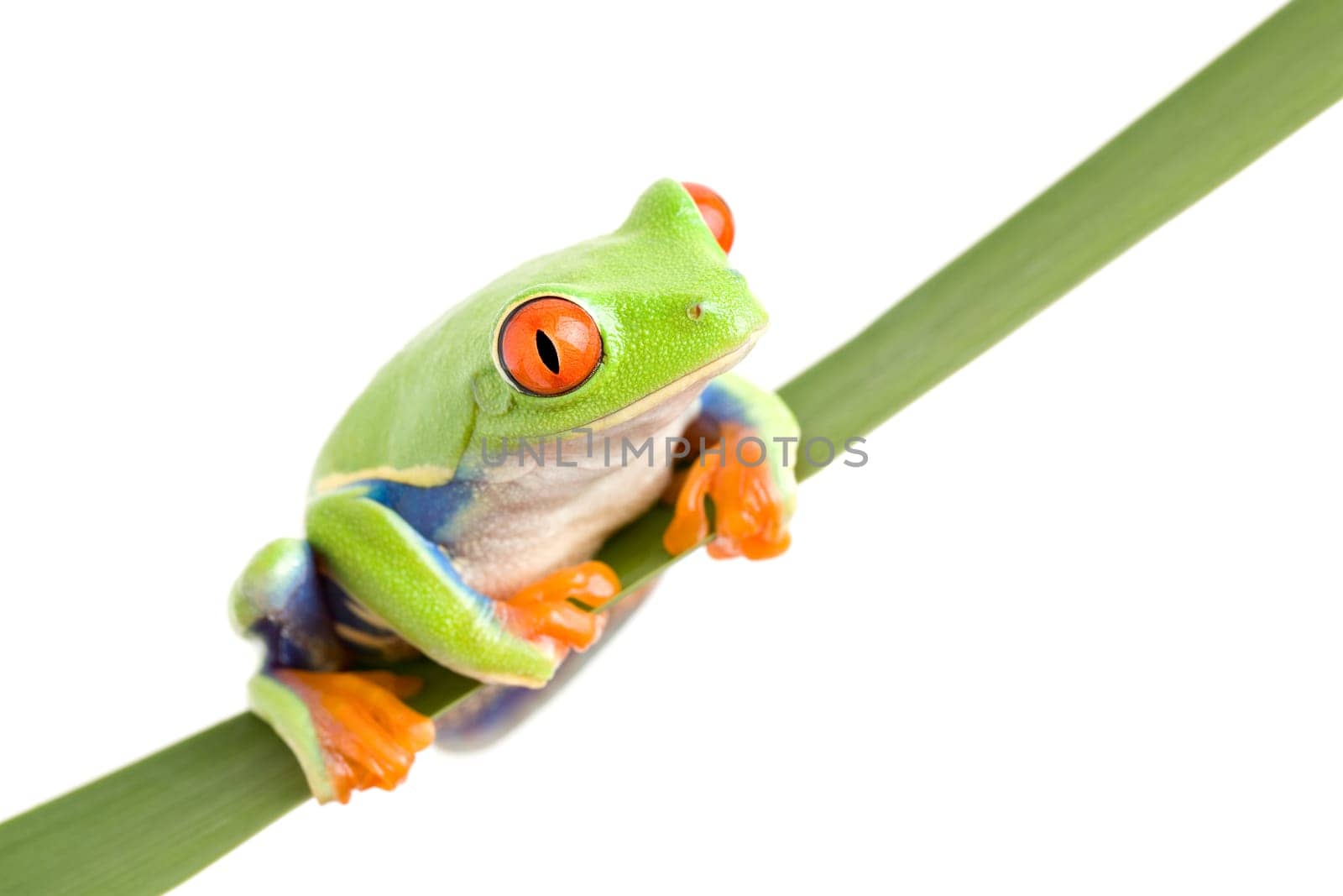 frog on a leaf isolated