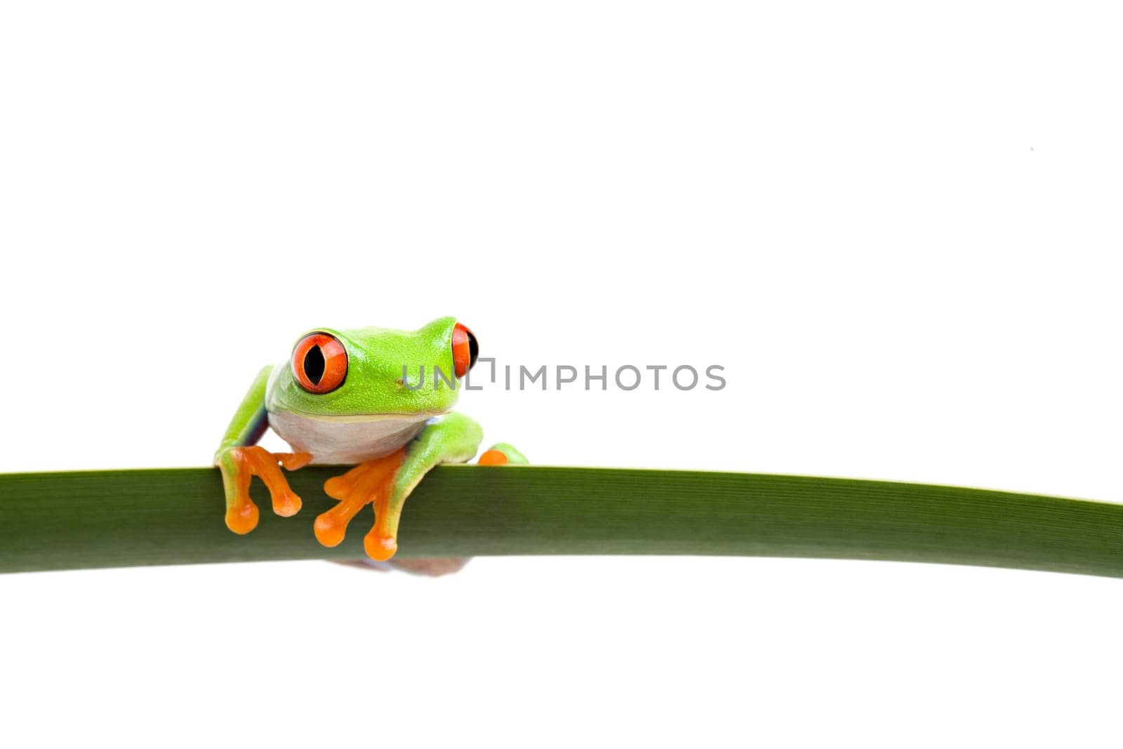 tree frog on a leaf