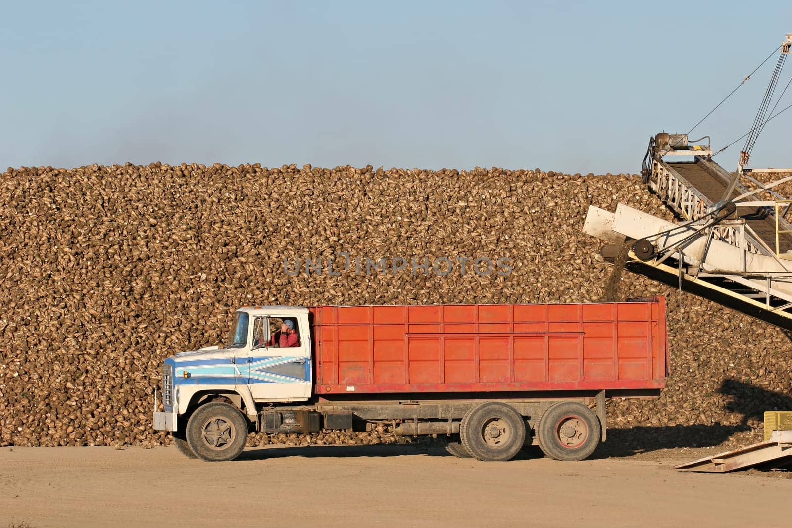 sugar beet harvest