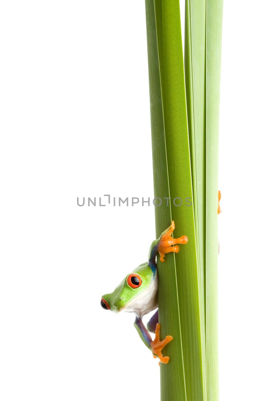 frog on plant isolated white