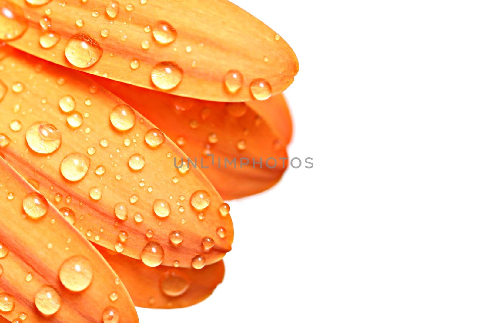 drops on petal
