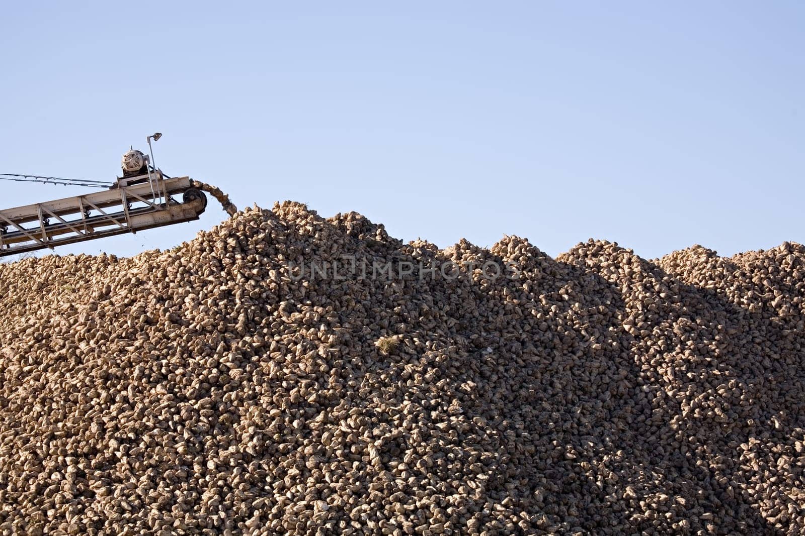 sugar beet industry